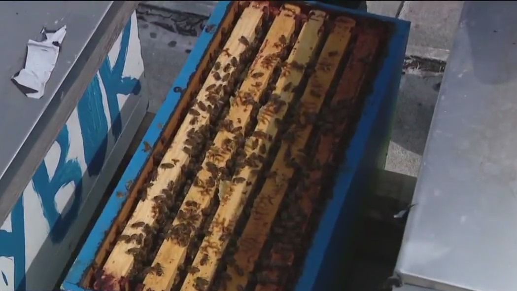 Free beehive tours offered by HCC
